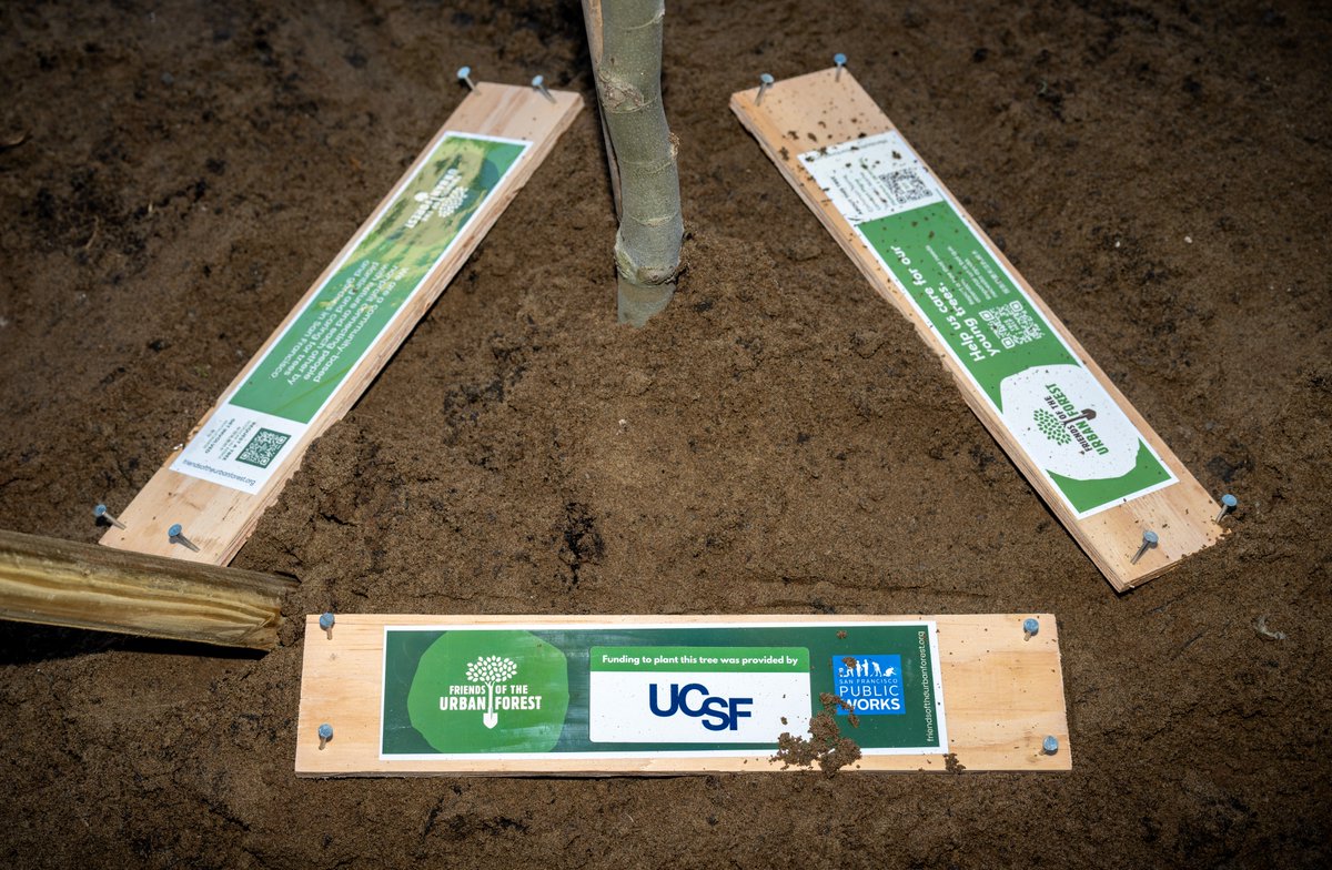 UC San Francisco (@ucsf) on Twitter photo Things are getting greener around UCSF's Parnassus Heights campus. This past weekend we collaborated with our friends at <a href="/SFUrbanForester/">Friends of the Urban Forest</a> to plant 42 new trees on neighborhood streets surrounding our historic campus. Things are getting greener around UCSF's Parnassus Heights campus. This past weekend we collaborated with our friends at <a href="/SFUrbanForester/">Friends of the Urban Forest</a> to plant 42 new trees on neighborhood streets surrounding our historic campus.