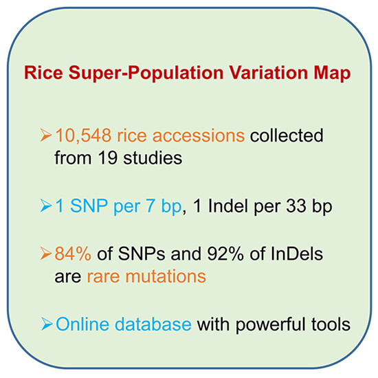 JIPBio's tweet image. 🌾🍚#Rice feeds half of the world. Here, Yu et al discuss how a massive #genomic variation #dataset might be used as a powerful new tool for exploiting rare rice variants. doi.org/10.1111/jipb.1… @wileyplantsci #JIPB #PlantSci #food #agriculture #CropSci