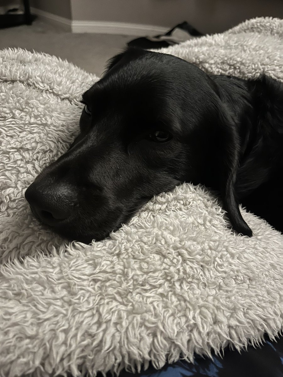 Harrydog85 (@harrydog85) on Twitter photo 