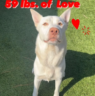 💔🆘💔 Breaking my heart that 3 yo COOKIE DOUGH at Downey #California ACC has not found a forever home yet🙁 Especially because he's just like my own Downey rescue pup. Fun, smart, affectionate, loyal. Shepskies do require attention & exercise, but so much comes back. #A5604730