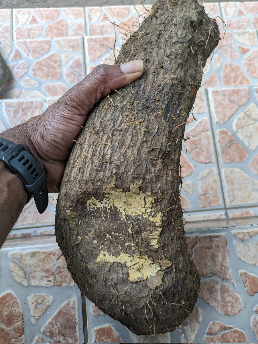 RoostersWorldja's tweet photo. My parents put up this piece of Renta yam for me while I was on my 30 day bat expedition. I am now wondering what I'm going to cook this with, any suggestions?
#steamfish #DoctorFish
#AckeeandSaltfish
#BakeBean #Saltfish
#DuttyGal (tin mackerel)
#SaltMackerel https://t.co/2LiInI3iSp