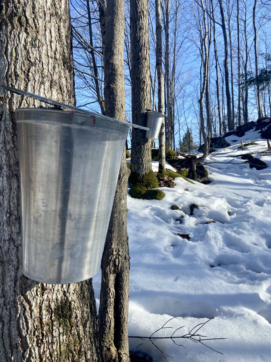 NerdDucky's tweet photo. ‘Tis the season for maple syrup! 🍁 https://t.co/o8rxuAp0bX