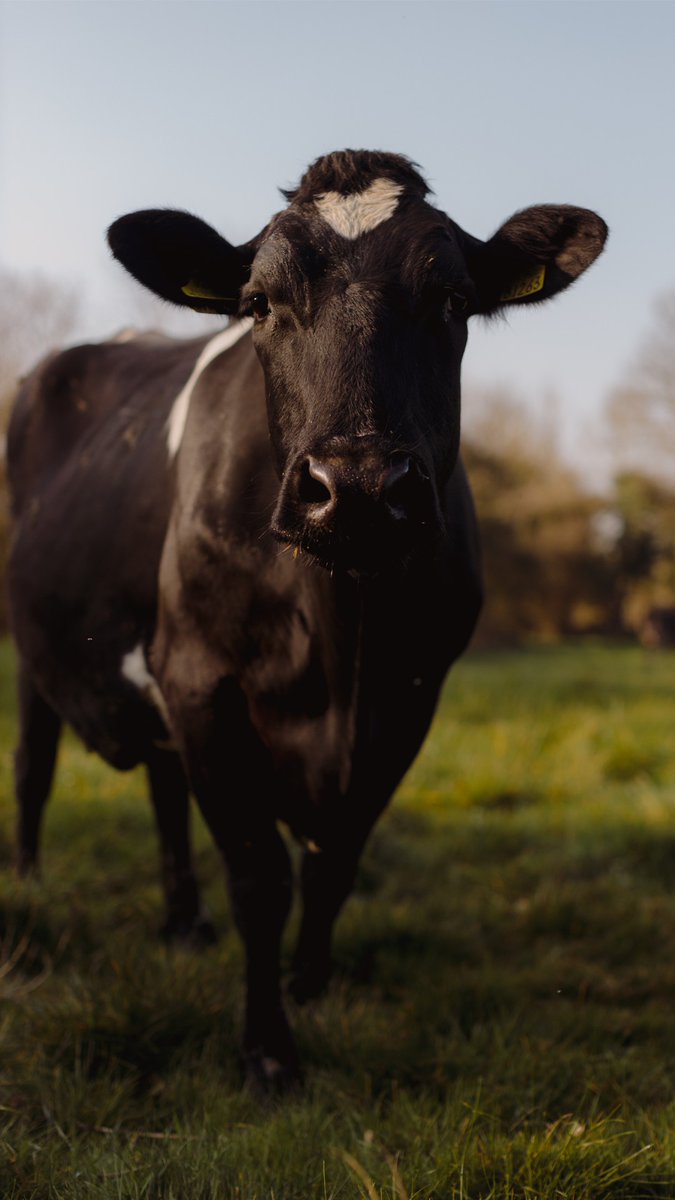 The pride we have in our grass-fed cows extends to everything we do. Take a moment to learn more about Our Way: kerrygoldusa.com/grass-fed/our-…