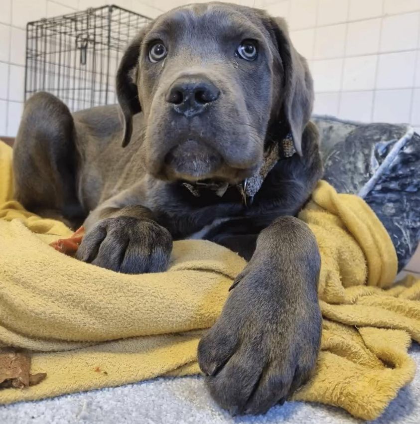 The_Animal_Team's tweet photo. This young #dog was found abandoned at a shop called Mr Barber, 254 Milburn Road, #Ashington #Northumberland #NE63 area, on Monday 22nd January. Does anyone have information as to who this dog may have belonged to or any CCTV or ring doorbell footage from the area on the day, of someone walking this dog to the shop?
If you have any information, no matter how small, please contact the Animal Welfare Team on 0345 600 6400 or by email to: Animal.Welfare@northumberland.gov.uk in the strictest of confidence. https://t.co/p4G3aeD5Fq #StrayDog #FoundDog #DogsOfTwitter
