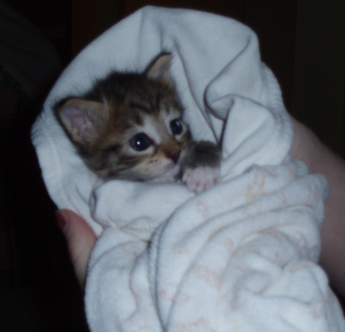 Kitty archives ♡ (@puppierz) on Twitter photo 