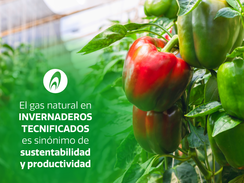 Mediante un calor uniforme, el gas natural eleva la eficiencia energética de tus invernaderos, disminuyendo tu huella de carbono y potenciando el desarrollo de tus cultivos. 🔥🍅