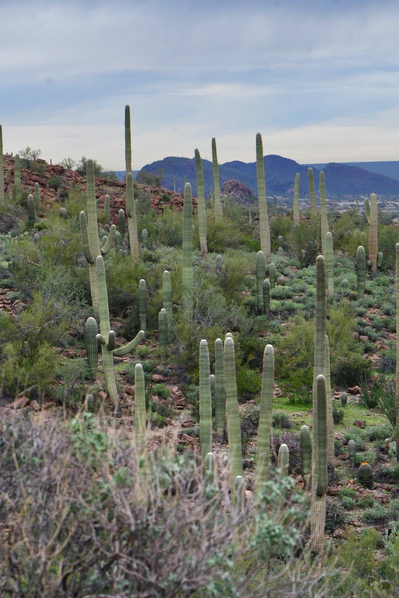 White tops to the Saguaro indicate bursts of new meristem tissue as growth resumes in Spring