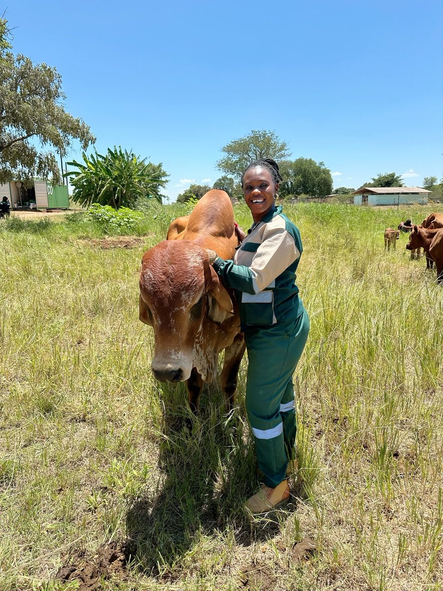 Special thanks to Pricabe Farm and Vicky the Livestock section supervisor for affording us an amazing opportunity of producing an episode on the BONSMARA BREED 🐂🐂🐂🐂🐂🐂