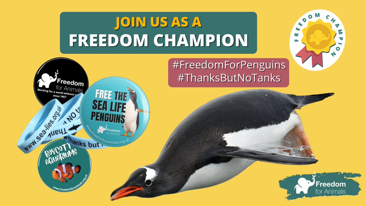 Can you help? 🐧

Right now, 15 Gentoo penguins are held captive in a windowless basement under London streets. Help us to speak out for the penguins.

👉🔗 freedomforanimals.org.uk/donate/fc-week…

#FreedomForPenguins #ThanksButNoTanks  #EndCaptivity