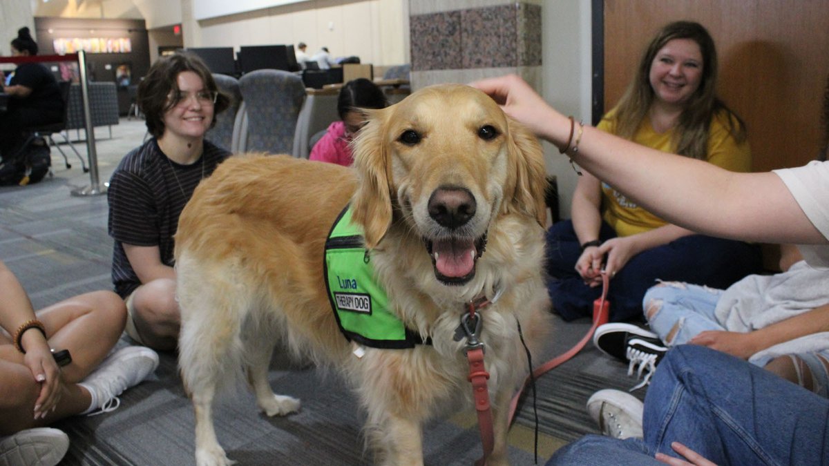 alkeklibrary's tweet image. They're back, Bobcats! Come visit some Therapy Dogs on February 29th from 1 - 3 PM! #alkeklibrary #txst