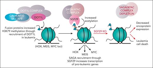 A new SAGA for AML: targeting SGF29 in AML
ow.ly/ccuq50QGPU6 #myeloidneoplasia