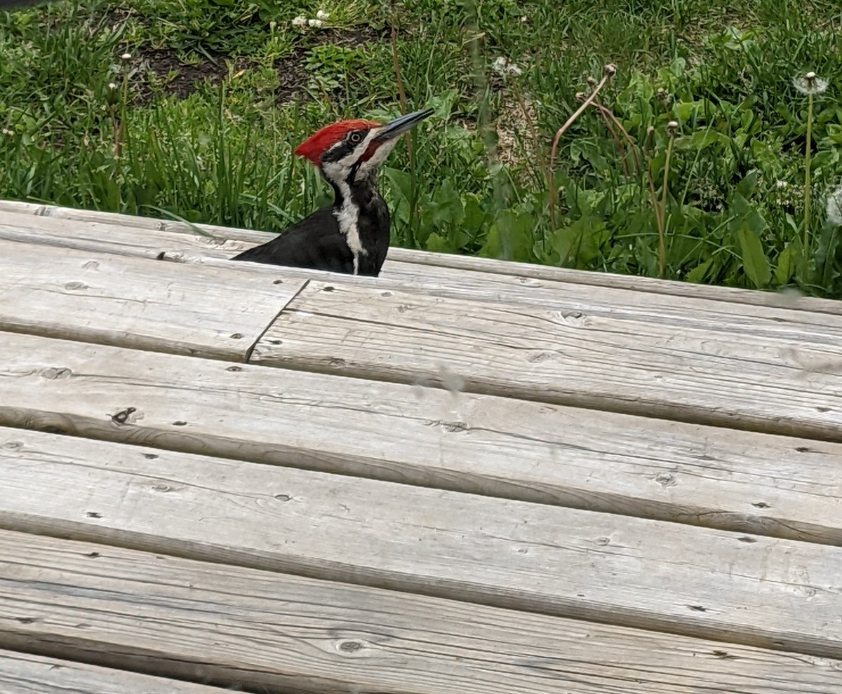 MoveUpPG's tweet image. Q: What do you call a person who watches birds?
A: twitcher or a birder 🐦

Read our birdwatching blog to find out where and what types of feathered friends you can find around the city.
ow.ly/Uvp550Qzn4H 
#Birds #Birdwatching #BCBirdTrail