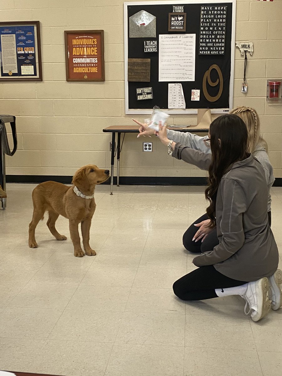 Puppy project has started!