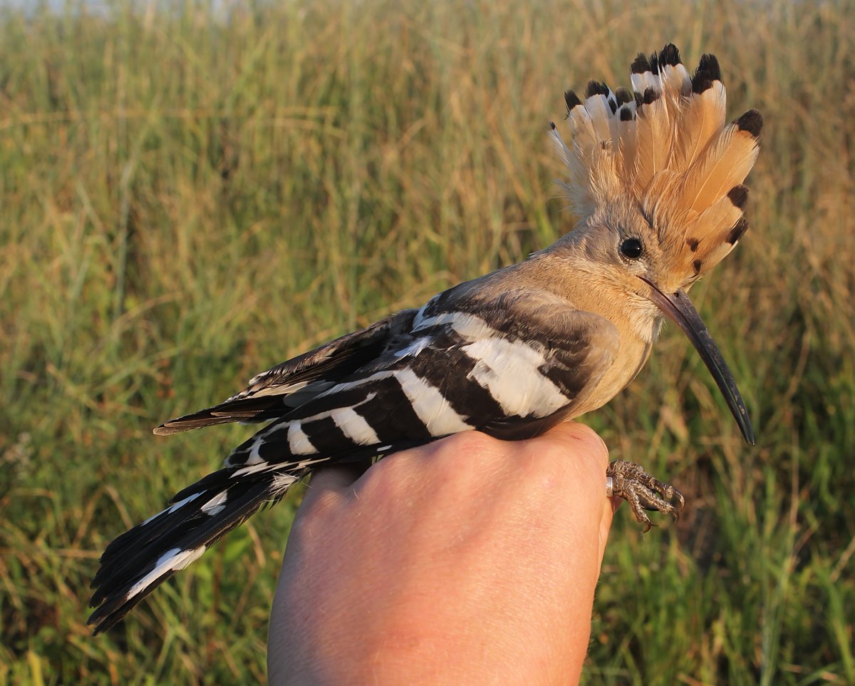 New Croatia Blog Post! In the blog Raman talks about different ways of surveying birds and some of the most exciting species that the teams found. Head over to our blogs page to have a read! opwall.com/blog/ 📸 Paul Leafe #croatia #conservation #expeditions