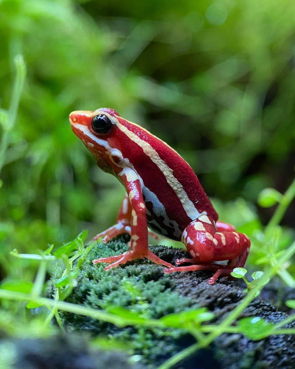 RoohBordoloi's tweet photo. Just capture some wildlife macro! 🐸

#frog #frogphotography #frogphoto #art #ArtistOnTwitter #wildlifephotography #wildlife #forestphotography #Macron  #macrophoto #trackingfotography #lr #lightroomediting #lightroomtutorials #photoshop #WANDERLUST #roohbordoloi https://t.co/O74FQXbvxd