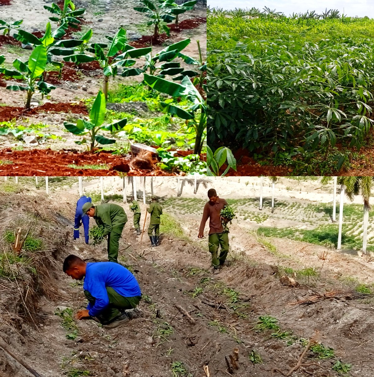 🟢| ¡Sembrando esperanza y sostenibilidad! Decenas de hectáreas recuperadas por los miembros del Ejército Occidental están siendo sembradas con plátanos, yuca, boniatos y otros cultivos.Este esfuerzo fortalece la producción de alimentos. Juntos podemos lograrlo. #GenteQueSuma 🇨🇺