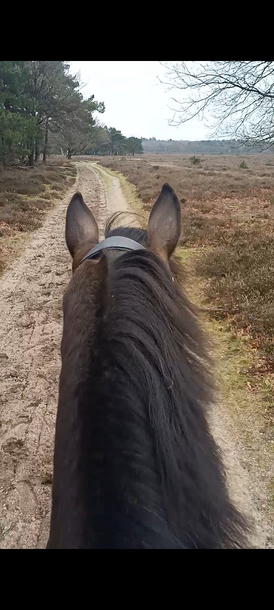 TweetKimB's tweet photo. Het was lekker rustig vanochtend op de #Westerheide 🤗 Jammer dat de enkelen die ik wèl tegen kwam, m'n paard aan het schrikken wisten te krijgen 😂👍🏻 #gooisnatuurreservaat #Laren #Hilversum #gnr #mooigooi #ruiter #buitenrijden https://t.co/xfRyAyy25c