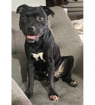 millypod1's tweet photo. RUBY HOME SAFE. THANKS FOR RT'sπππΎ
π23 FEB 2024 #Lost RUBY #ScanMe
Black & White Staffordshire Bull Terrier Female
She escaped house via unclosed gate and was seen going towards her usual park on Montague Road #Warley #Sandwell #Birmingham #B66 https://t.co/pptYwOdQkf https://t.co/NULZiacI9w