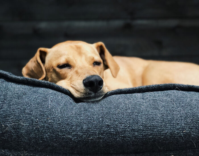 Los perros y los gatos dan vueltas antes de acostarse como una vuelta a sus ancestros salvajes. Su instinto de supervivencia les lleva a colocarse en la dirección del viento para captar los olores de los depredadores y elegir el mejor ángulo para vigilar el entorno.