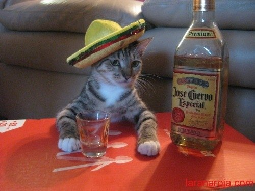 speghi's tweet photo. gato tequila https://t.co/sorWYSYEo5