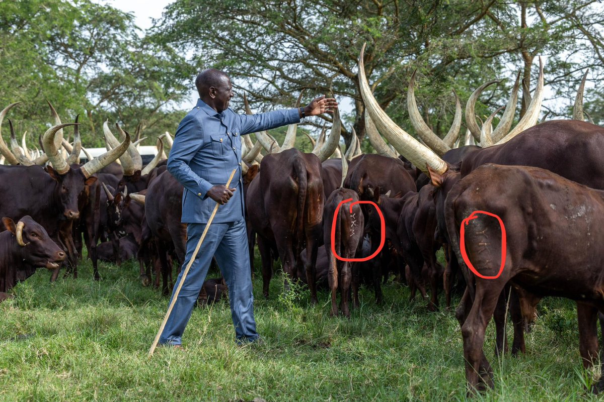 LarryMadowo's tweet photo. President M7’s cows are branded YKM - Yoweri Kaguta Museveni https://t.co/1AL7HcMPk7