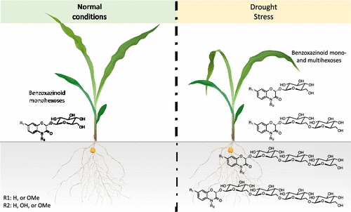 Thrilled to share that we isolated &amp; characterized multihexose benzoxazinoids 🎉! Induced by drought, these #naturalproducts may impact #climate resilience in #crops. <a href="/UniNeuchatel/">Université Neuchâtel</a> <a href="/unibern/">Universität Bern</a> <a href="/snsf_ch/">Swiss National Science Foundation</a> <a href="/ERC_Research/">European Research Council (ERC)</a>🌿🔬
pubs.acs.org/doi/full/10.10…