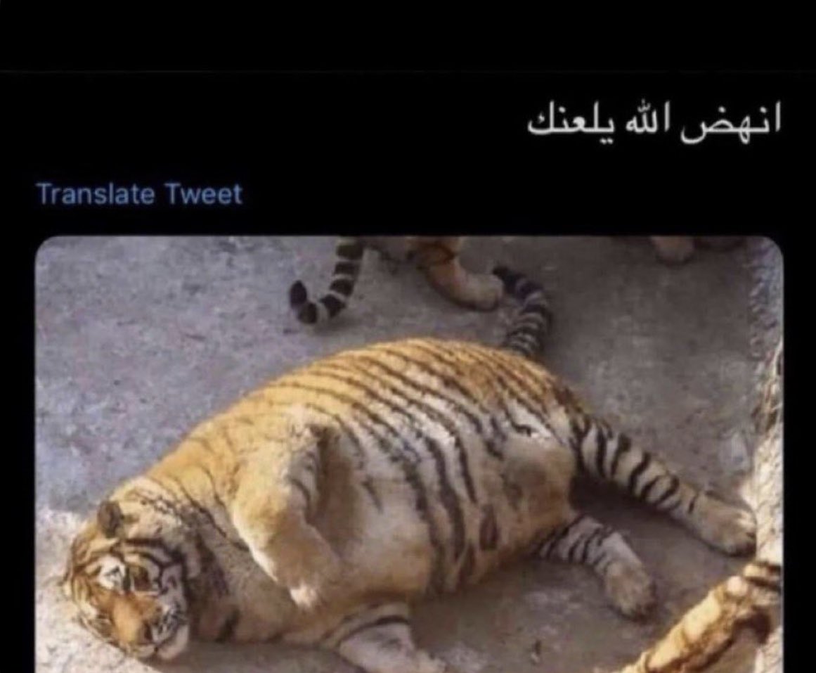 عمر ديب tweet media