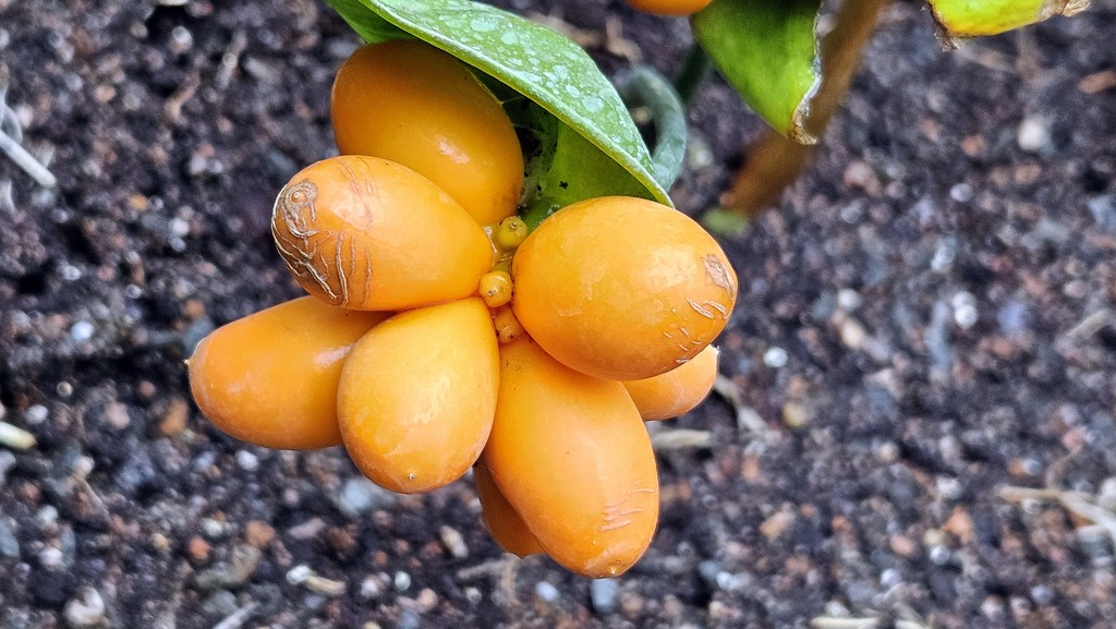 cltr's tweet image. Les fruits orangés du Bono koko (Nephthytis afzelii, Araceae).    
Cette plante pousse principalement dans le biome tropical humide, en Afrique centrale et occidentale. Photo tirée de l’album Plantes africaines :    
monde.ccdmd.qc.ca/ressource/?id=…