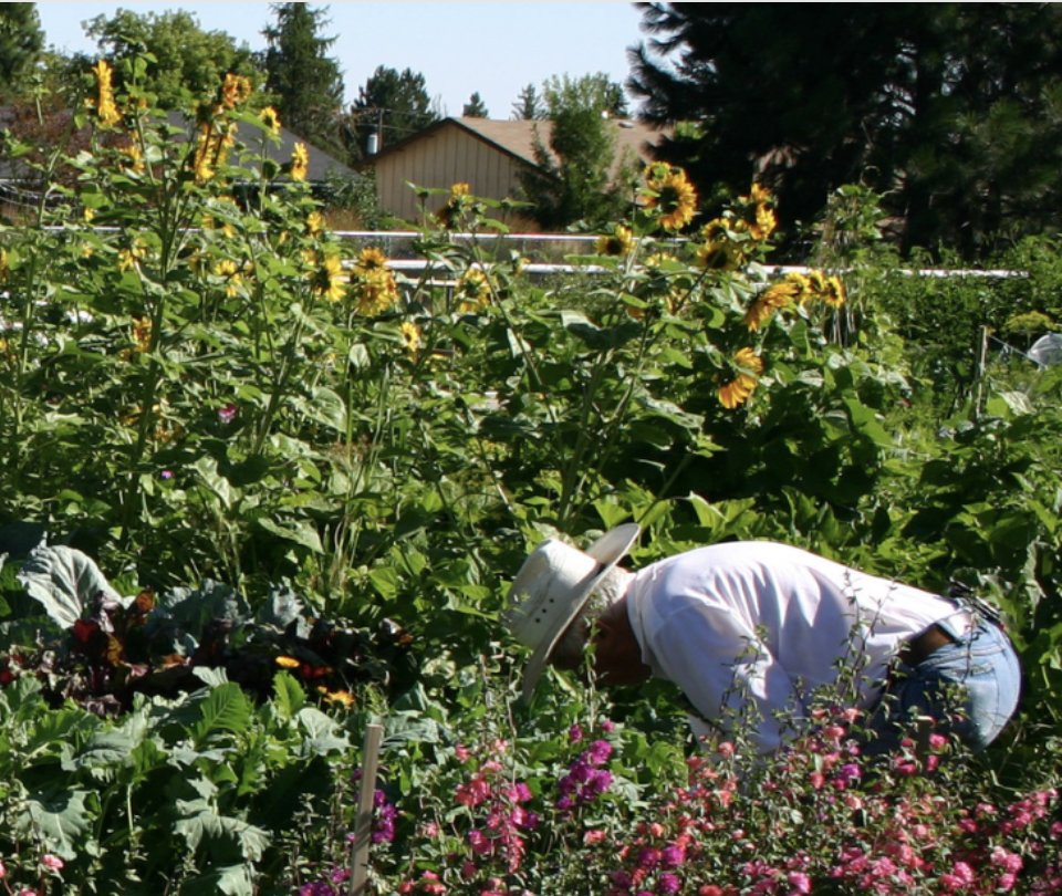 Central Oregon gardeners! Discover secrets to a successful veggie garden with OSU Master Gardeners this winter. Multiple locations. Free class. Register here: beav.es/c5A