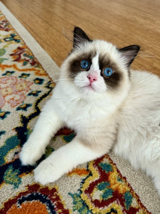 good meowning from my rapidly growing strapping young lad https://t.co/LHiekxBamV