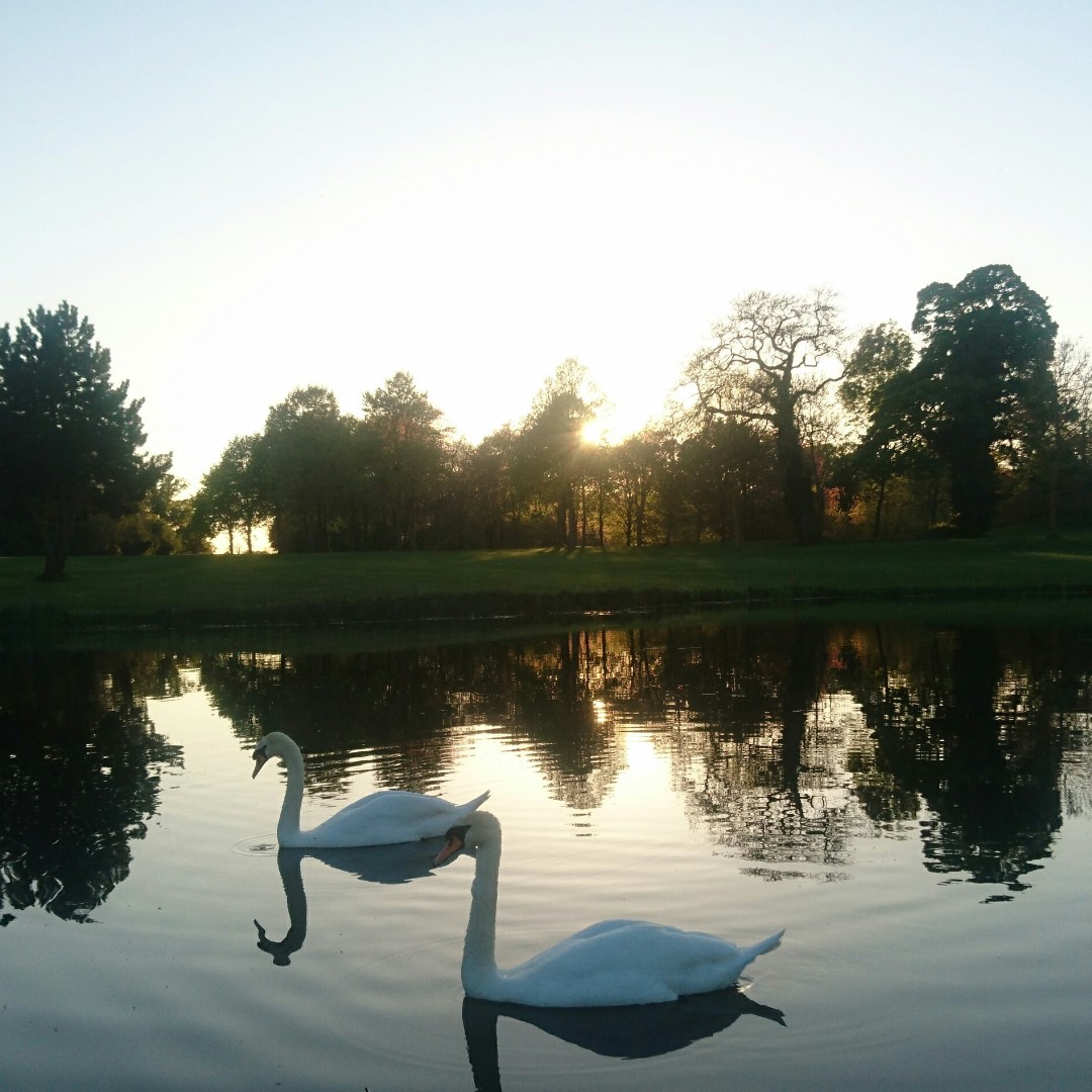 Golf at The K Club offers not only a challenging round of golf but also a unique opportunity to connect with nature. You'll be sure to spot the resident swans out embracing the fresh spring weather over the coming weeks 😍 #TheKClub #TimeToPlay #ThePreferredLife