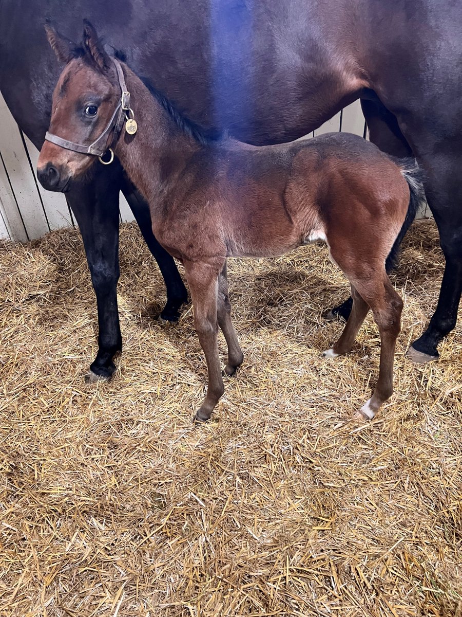 breezeeasyllc's tweet image. This Uncle Mo colt is the first foal of multiple SW/G1p Livingmybestlife and from the immediate family of G1SW Well Chosen, Telling, Leofric, National Treasure, etc. #UncleMo #livingmybestlife