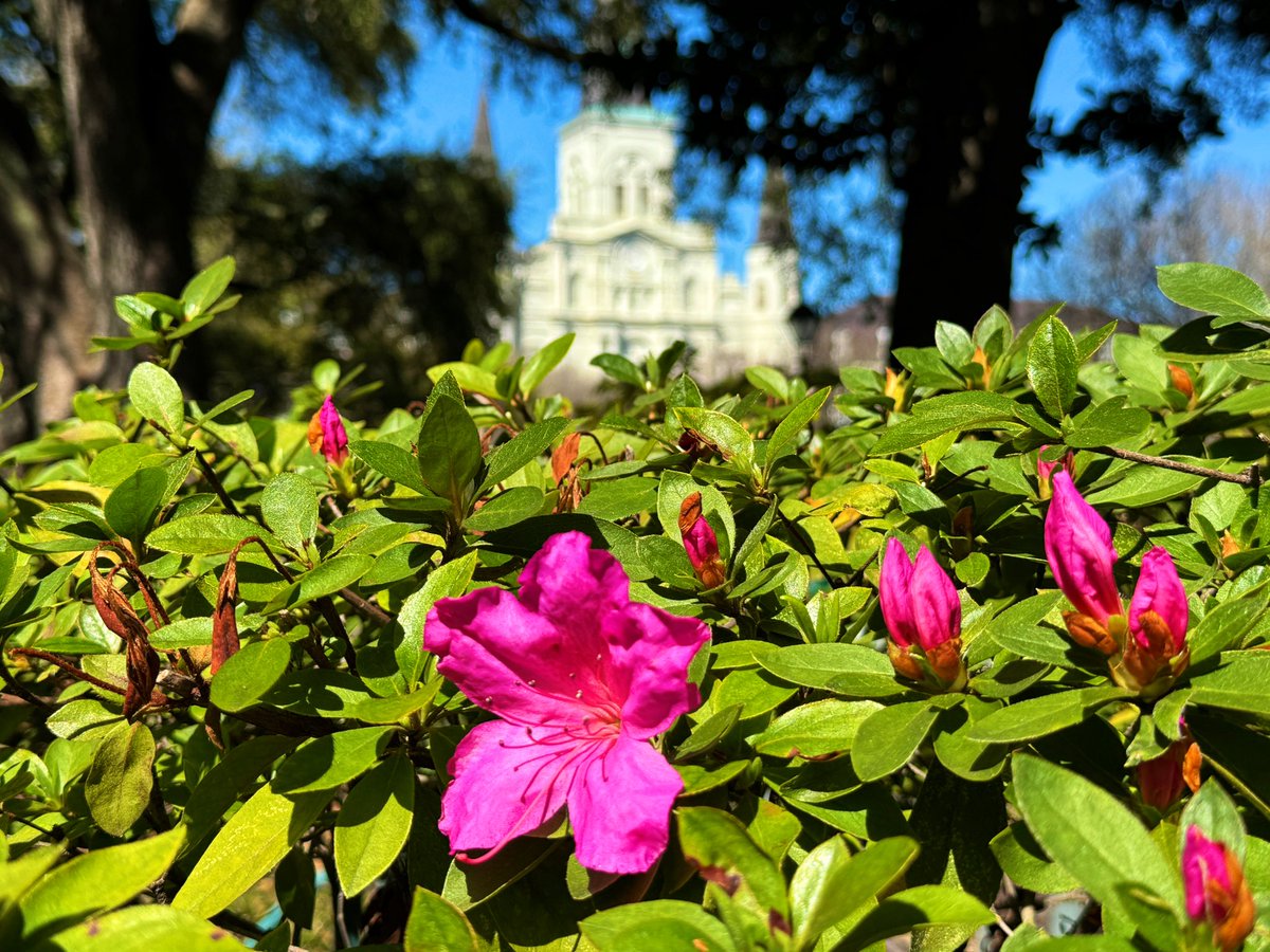 Early bloomers in Jackson Square. 🌞🌳🌸 #Azaleas #NewOrleans #OnlyLouisiana