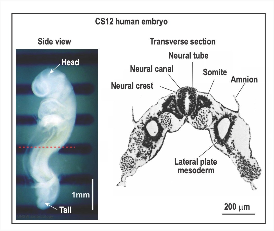 Exciting breakthrough: A new microfluid-based human pluripotent stem cell model now allows researchers to accurately model both the rostral-caudal and the dorsal-ventral features of early human central nervous system development. rdcu.be/dzF73