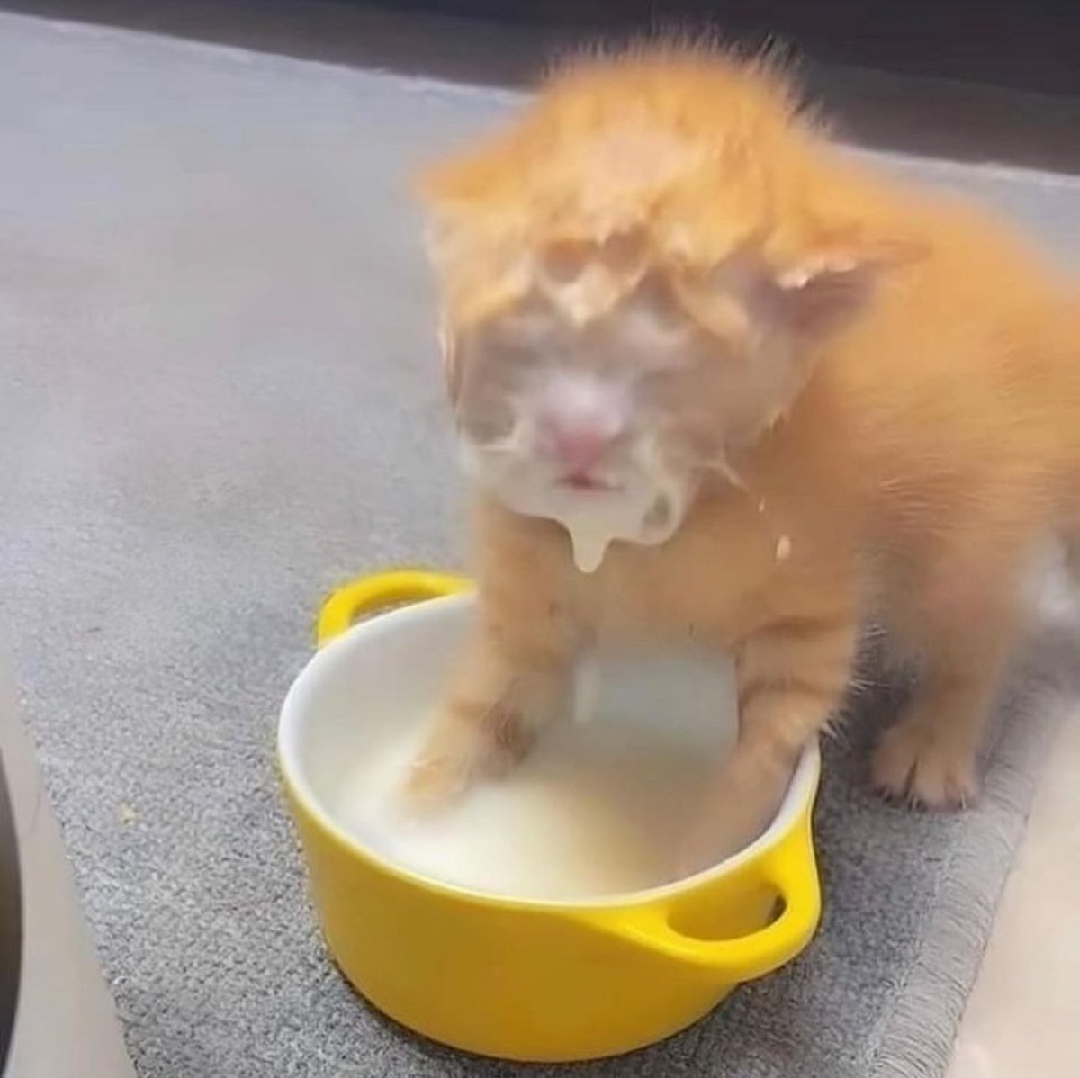 PostsOfCats's tweet photo. Lost in the sauce https://t.co/jXZMoZ9jhG