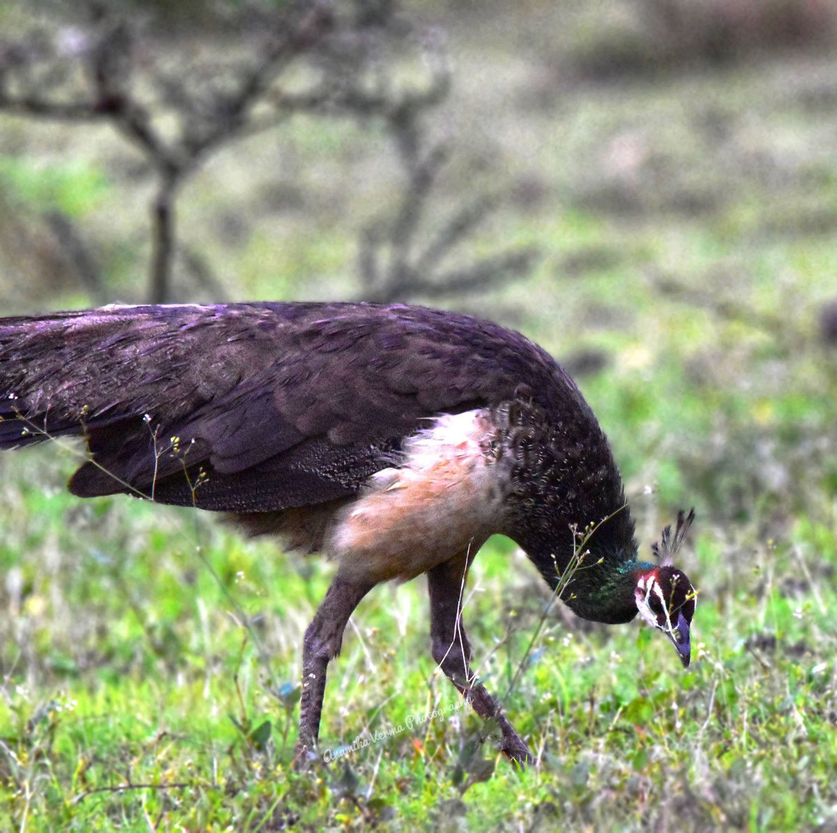 Been a long time since I posted. 

#TwitterNatureCommunity #Luv4wilds #IndiAves #birdphotography #birds #birdsinflight #wildlife #NaturePhotography #nature  #birdwatching #birding #BirdsSeenIn2024 #PUNE #India #BirdTwitter #tuesdayvibe