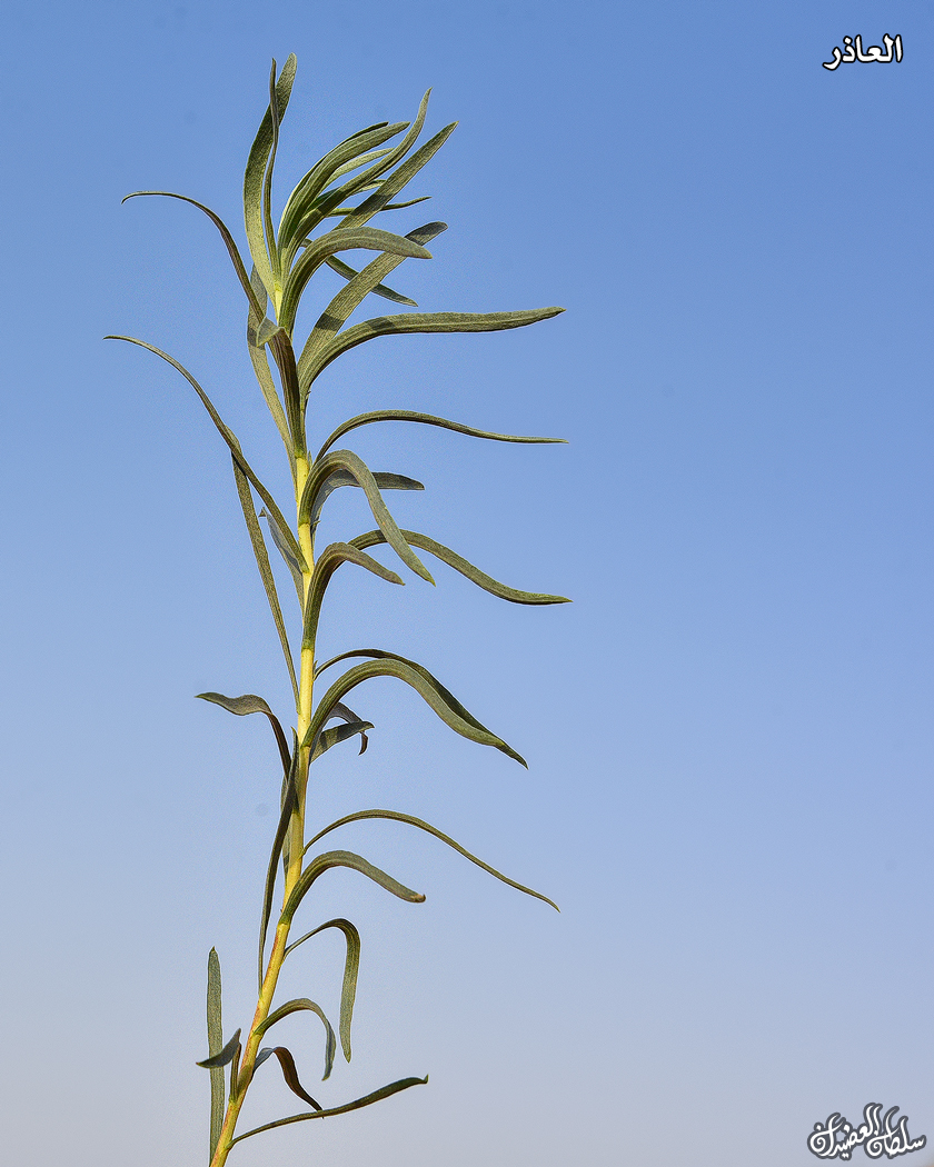 #نباتات_بخلفية_السماء
من تصوير اليوم الاثنين
16 شعبان 1445هـ
26 فبراير 2024م
(4 سعد بُلع، 17 العقارب)

● السَّخْبَر
● العُشَر
● الحمبصيص
● العاذر