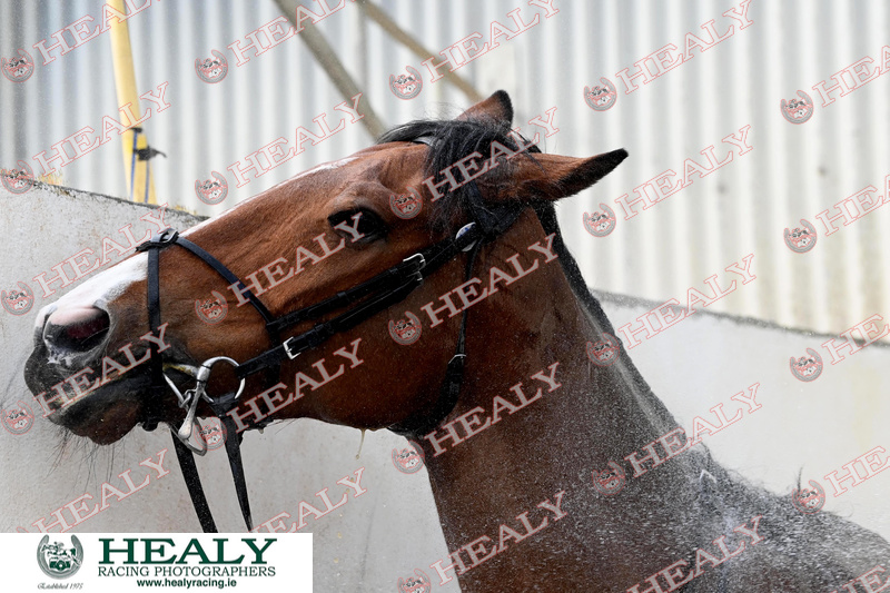 AMERICAN MIKE @GainfordJordan lead the string up the hill at @gelliott_racing Cullentra House Stables this morning healyracing.ie