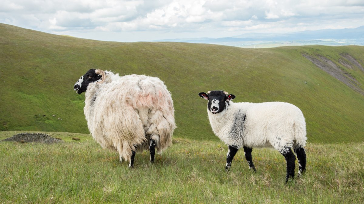 Missed our latest webinar on Animal Health and Common Grazing? Click the link to catch up loom.ly/9ao4tnI Image Credit: Rob Fraser