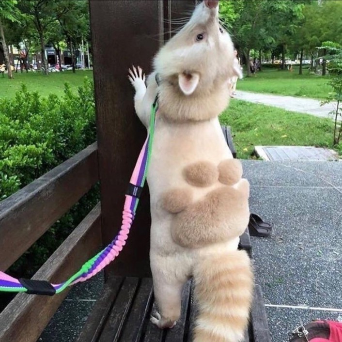 Stop what you're doing and look at this raccoon 🥺