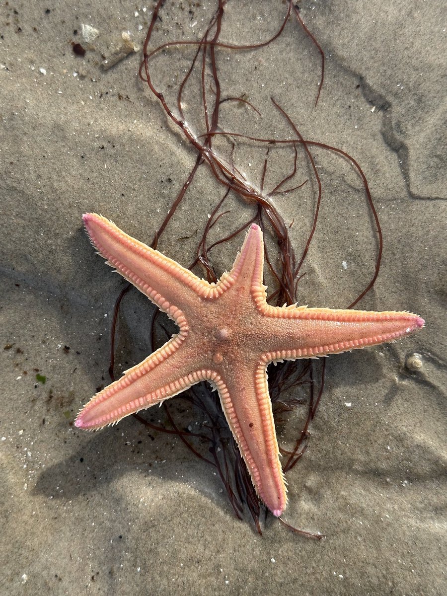 Went along a beach, surrounded by snow capped hills, under a huge clear sky. Found a starfish. #winning.