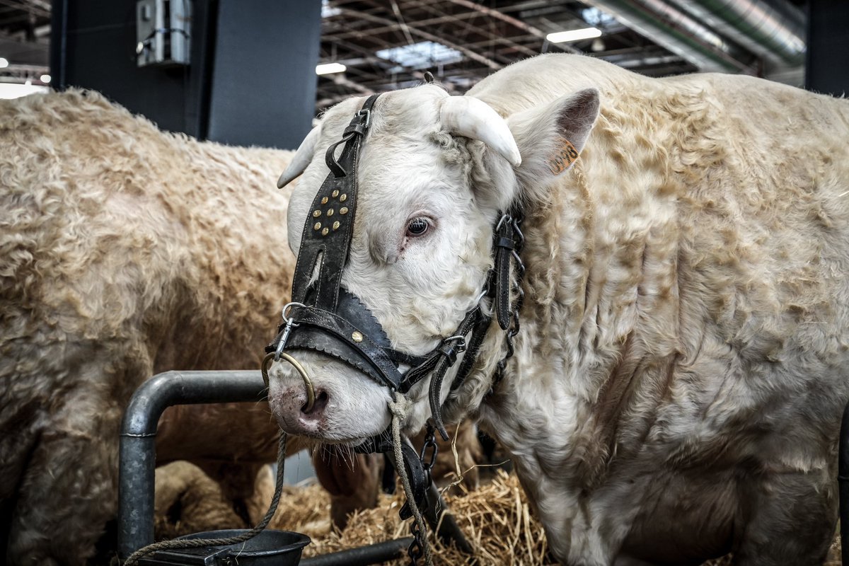 Au-delà des polémiques et des colères bien souvent justifiées, le #SIA, c’est l’occasion de rencontrer des professionnels impliqués, de découvrir des filières d’excellence et de voir des animaux exceptionnels !
#salondelagriculture #Paris #agriculture