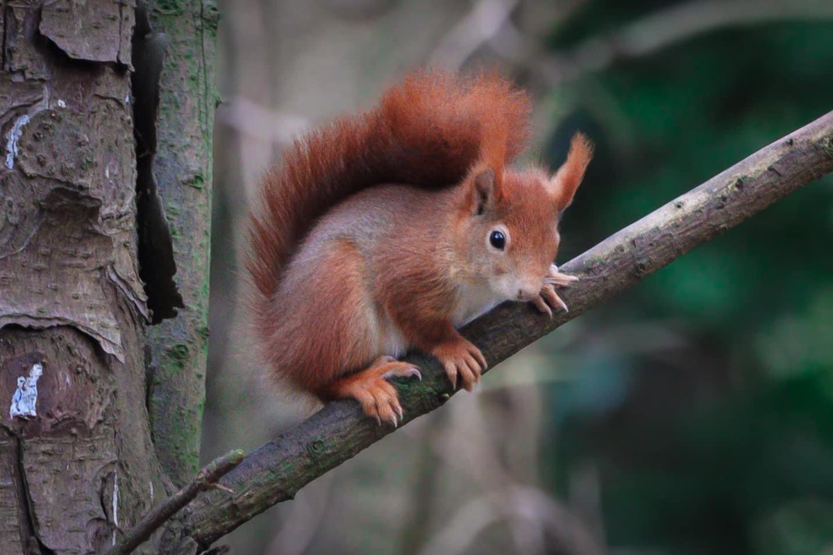 PenrhosSave's tweet image. Our representatives  Hilary , Lisa and Sharon have arrived safely  in Cardiff ready for high court tomorrow  ! 📸Shirley Blease , Alix Hughes  and Tim Owen  taken at penrhos nature reserve / park