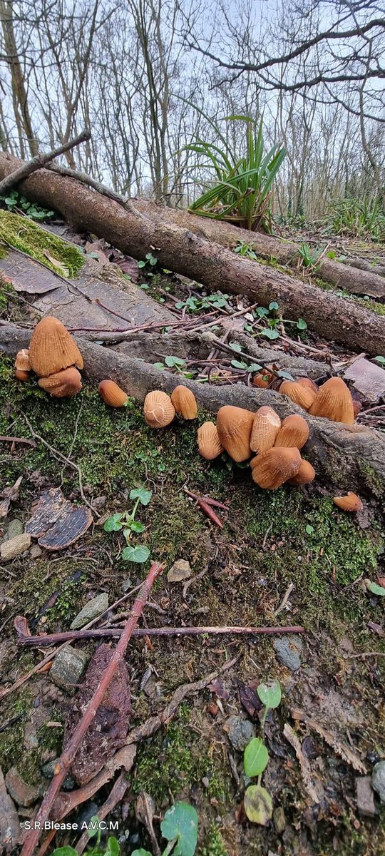 PenrhosSave's tweet image. Our representatives  Hilary , Lisa and Sharon have arrived safely  in Cardiff ready for high court tomorrow  ! 📸Shirley Blease , Alix Hughes  and Tim Owen  taken at penrhos nature reserve / park