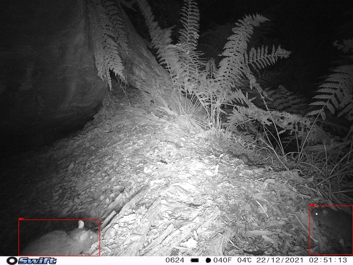 An encounter between the invasive black #rat and the native swamp rat! 

#ecology #wildlife #smallmammals #conservation