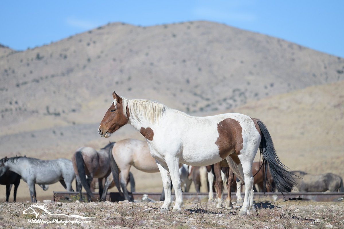 It's #MareMonday! This beauty is known on the Onaqui range as Miss Little Heart. 🤎

Find prints: wildhorsephotographs.com/onaqui-mountai…

#GetYourWildOn #WildHorses #Horses #FallForArt #Horse #Equine #FineArt #AYearForArt #BuyIntoArt #HorseLovers #Equine #FineArtPhotography #PhotographyIsArt
