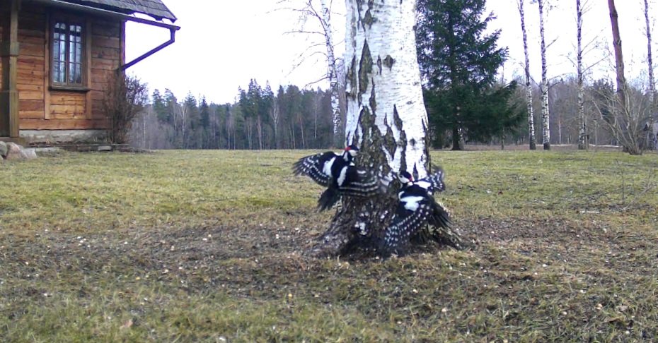 spurdze's tweet image. Trakie dzeņi. #putnipiebarotavas #pavasaris