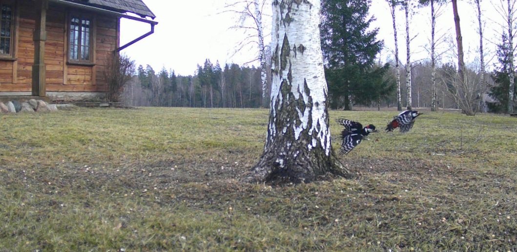 spurdze's tweet image. Trakie dzeņi. #putnipiebarotavas #pavasaris