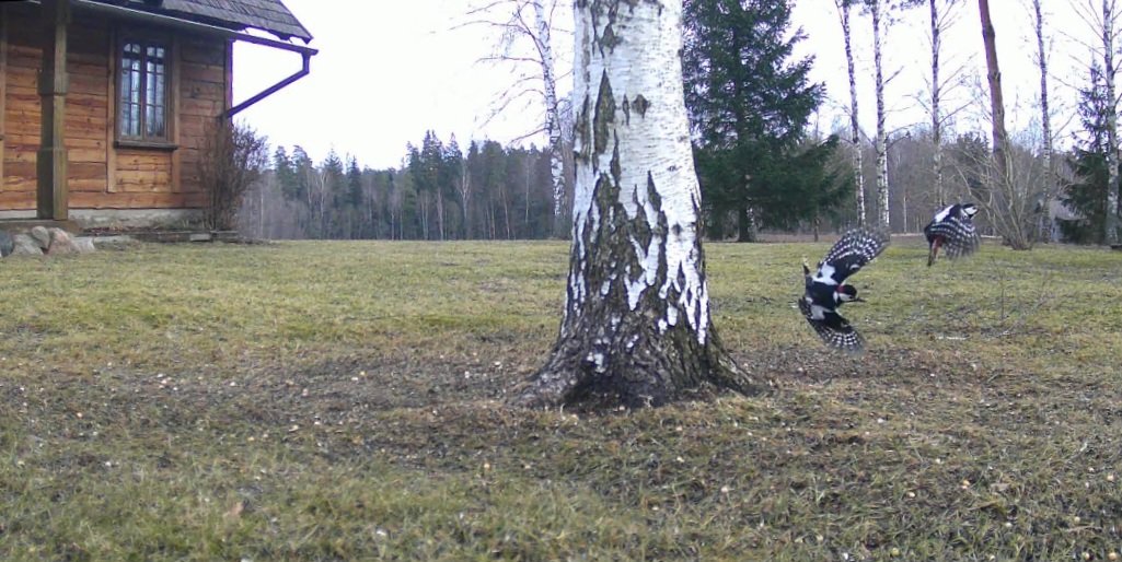 spurdze's tweet image. Trakie dzeņi. #putnipiebarotavas #pavasaris