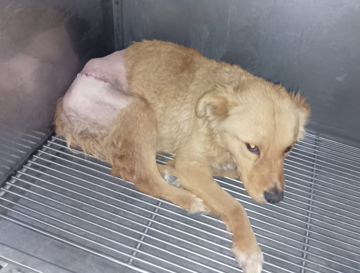apac_refugio's tweet photo. ATROPELLARON A 2 PERRITOS CERCA DEL REFUGIO💔. 

Hay una manada de unos 20 perritos a unos kilómetros del refugio, un velador cerca de ahí los alimenta cuando puede, y cuando tengo oportunidad le llevo un costal. 

El viernes me di una vuelta para llevarle el costal, y aparte le prometí que intentaría esterilizar 2 por semana.  Llegando me encuentro con la escena de que acababan de atropellar a 2 de ellos, el negrito se veía muy mal y la café solo cojeaba. 

Ni si quiera lo pensé, le dije al señor que me los llevaría a la veterinaria, los subí a la camioneta y nos fuimos.

Se quedaron ahí el fin de semana, ambos entraron a cirugía, y las radiografías hablan por si solas, ambos con fractura de cadera y adivinen que, también tenían piedras en su pancita🥺.   

Se aprovecho para esterilizarlos y vacunar. Pero hoy nos hicieron la cuenta y son $10,000 pesos por los dos. Ustedes saben que las cirugías de ortopedia son muy caras, más laboratorios, radiografías, medicamentos, esterilización y vacunas. 

Esta semana estaremos haciendo muchas actividades para recaudar ese dinero 🥺. 

De $10 en $10 pesos se llegará a la meta estoy segura 🙌🏼